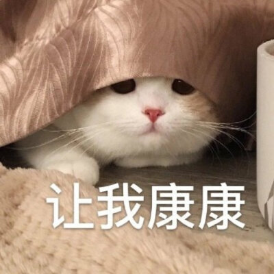 暗中观察橘猫头像图片