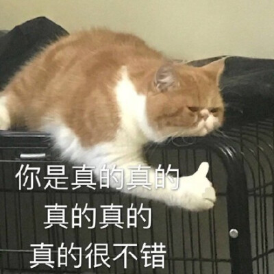 你是真的真的很不错(猫咪表情包)