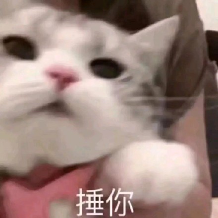 捶你猫咪