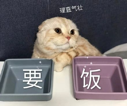猫咪要饭 理直气壮