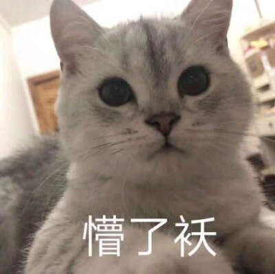 猫咪懵