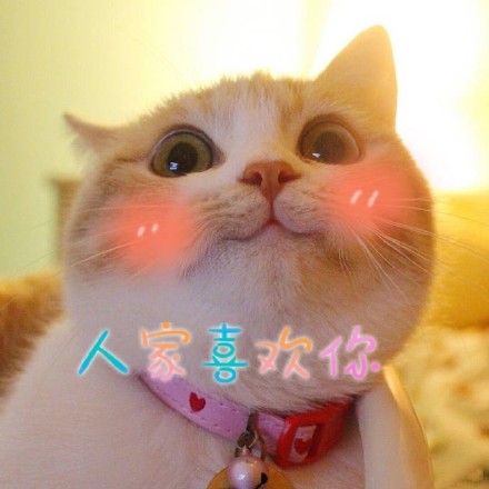 人家喜欢你(猫咪)