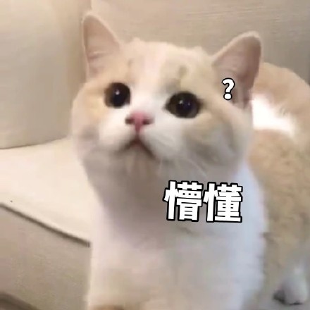 猫咪歪头问号表情包图片