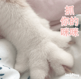 抓你的咪咪(猫咪爪子)