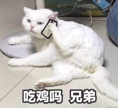 兄弟(猫咪打电话)