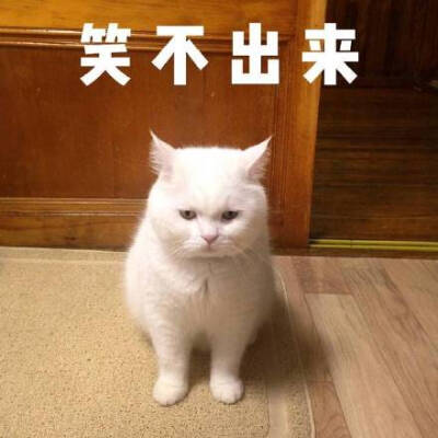 笑猫咪