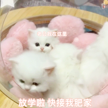 猫猫 猫咪表情包