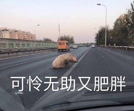 可怜无助又肥胖