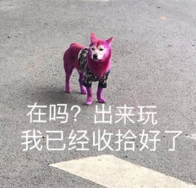 出来玩我已经收拾好了(汪星人表情包)