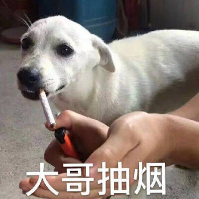 工地狗抽烟图片