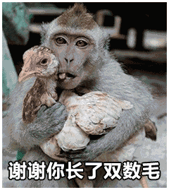 猴子抱住拔光毛的鸡:谢谢你长了双数毛