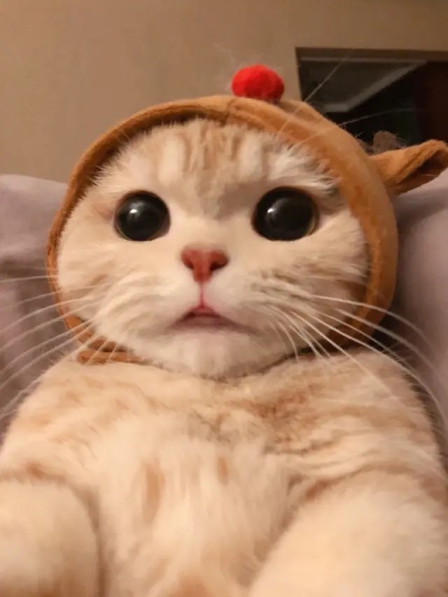 全网最呆呆的小猫