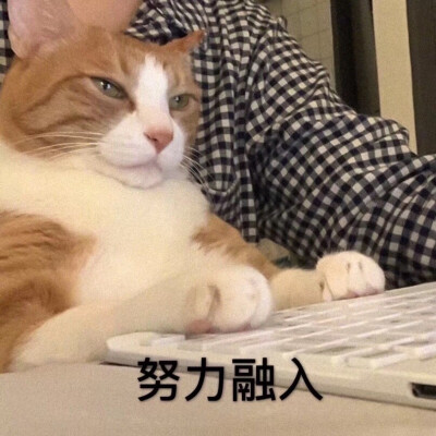 冷猫表情包