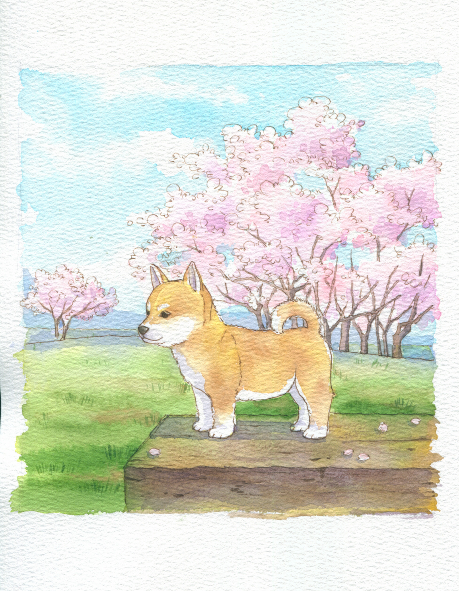 钢笔淡彩樱花柴犬