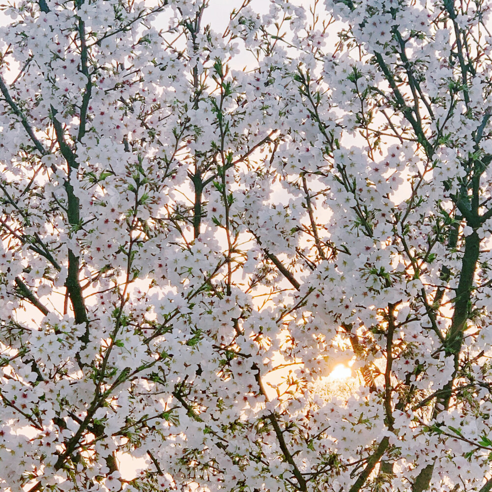樱花头像风景图片