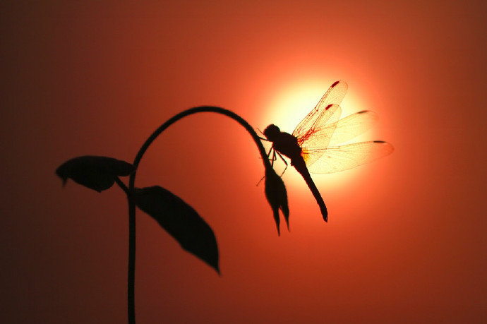 夕阳下的蜻蜓