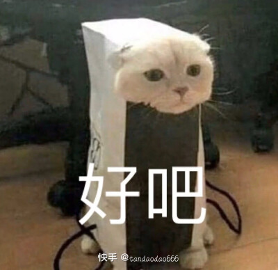 喵喵表情包