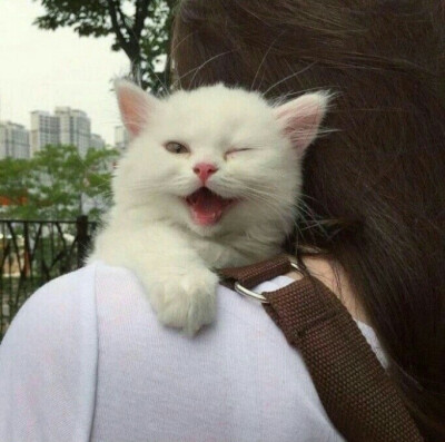可爱汤姆猫头像