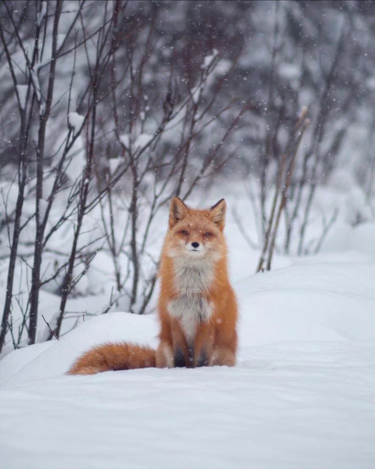宠物赤狐图片