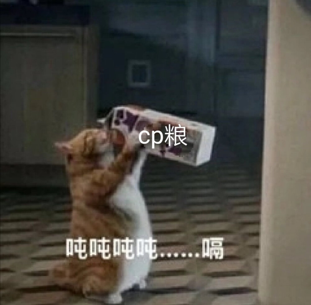 猫咪表情包,图源网络,侵删