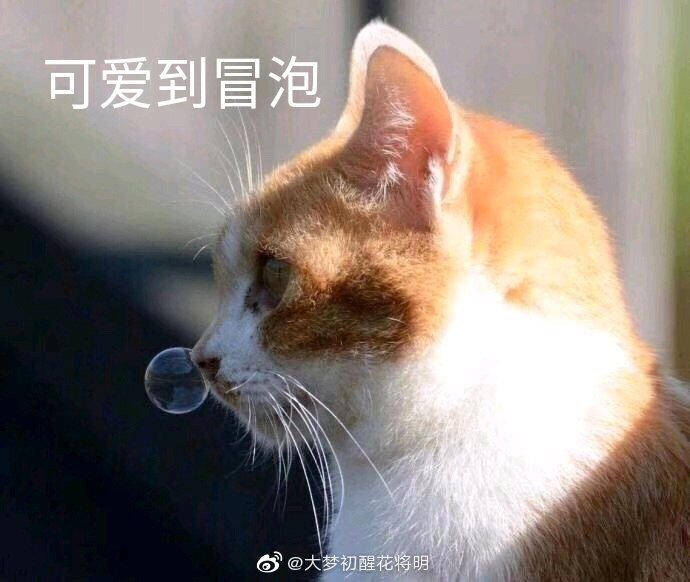 猫咪表情包,图源网络,侵删