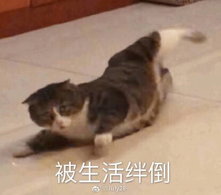 猫咪表情包,图源网络,侵删