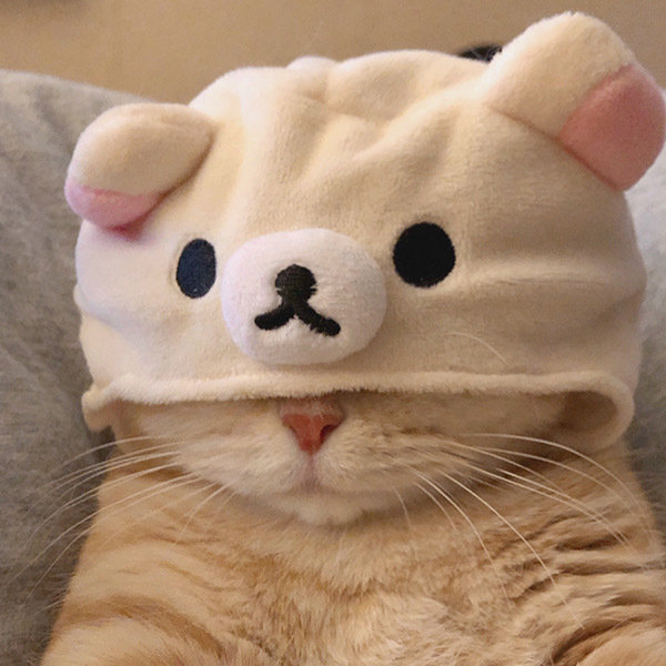 猫咪头像萌萌小可爱