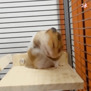 仓鼠