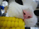 小猫吃玉米
