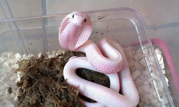 粉蛇蛇