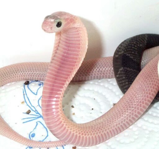 粉蛇蛇