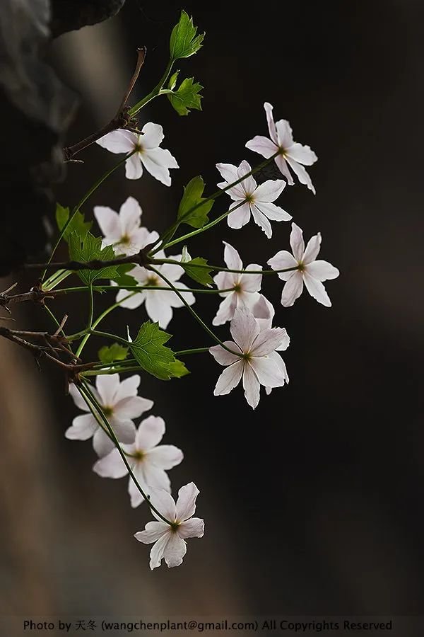 槭叶铁线莲花语图片