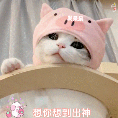 网红猫小泡芙表情包图片