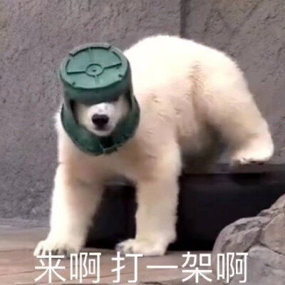 绿水桶北极熊表情包图片