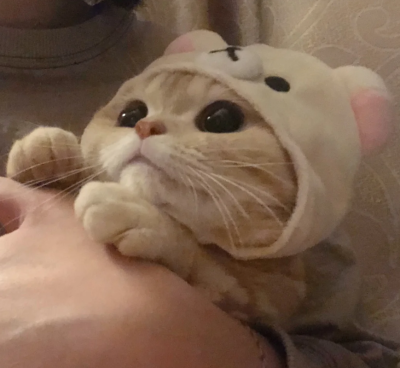 可爱头像/萌宠头像/动物头像/猫猫头像橘猫sally