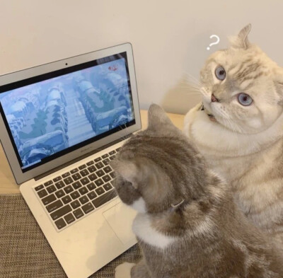 猫咪看电脑头像图片