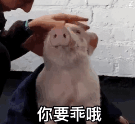 摸猪猪表情包图片
