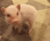 猪猪转圈圈表情包图片