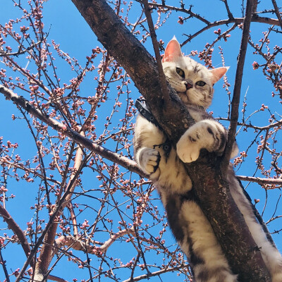 桃花猫咪