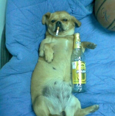 再喝酒是狗的图片图片