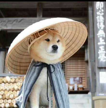 江湖人士柴犬