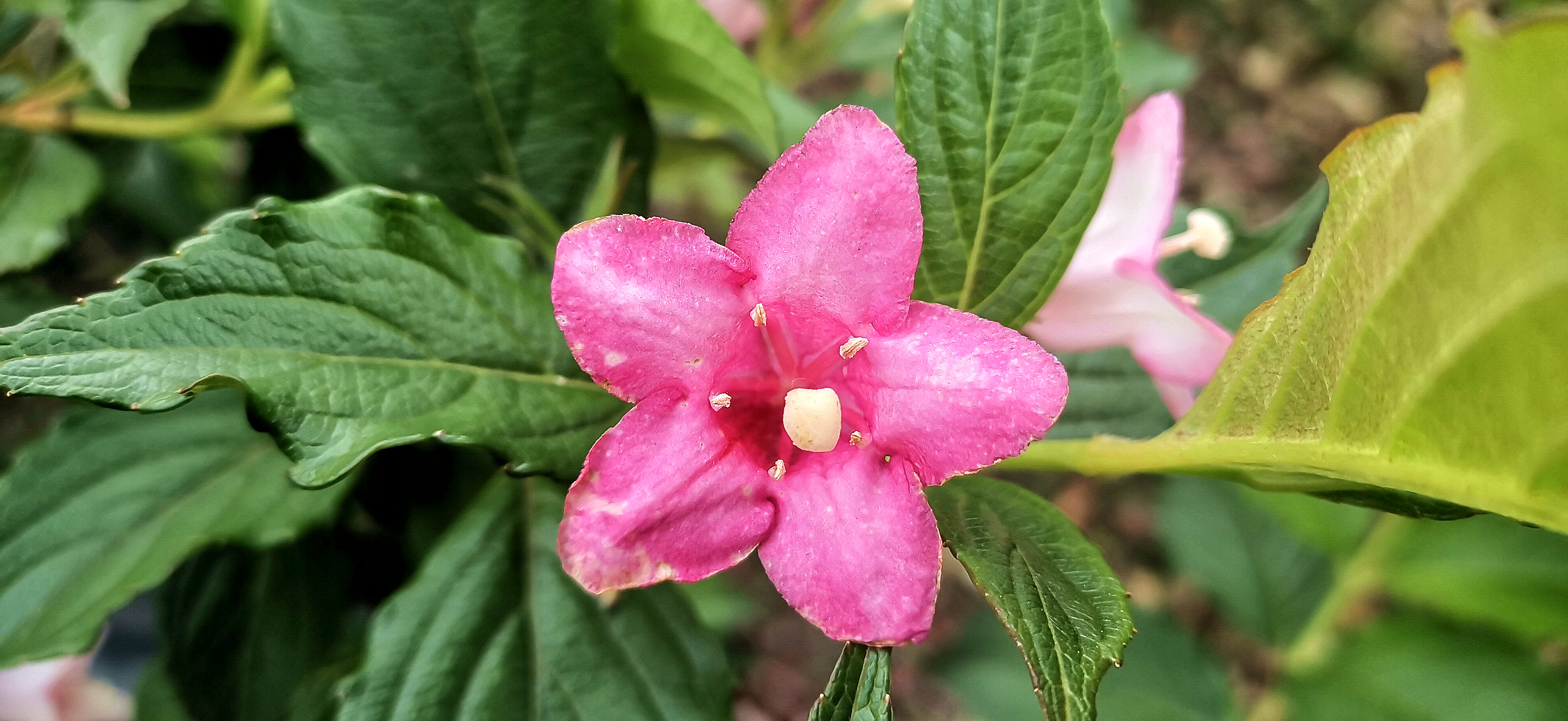 锦带花发芽图片