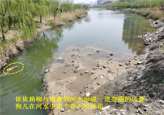 林源利景量子波原位水处理技术修复河道,湖泊,湿地等水生态环境.