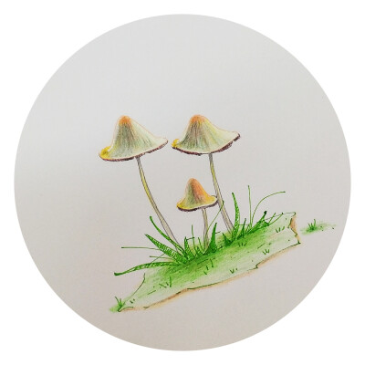 蘑菇 彩铅