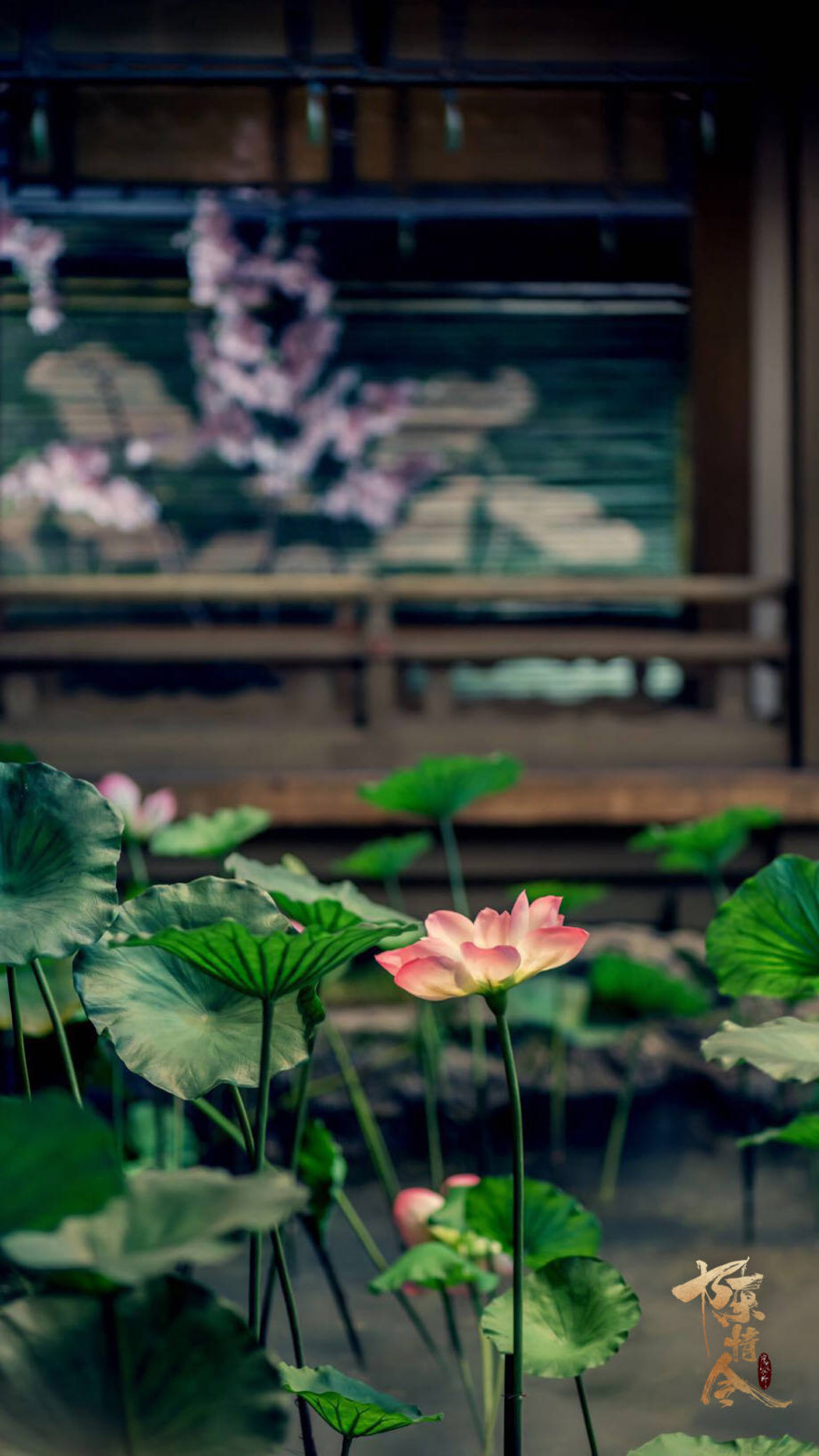 好看的风景陈情令