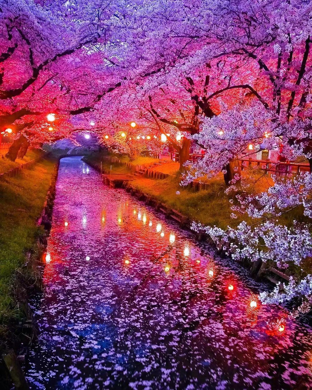 唯美樱花(ˊωˋ*),心动了!