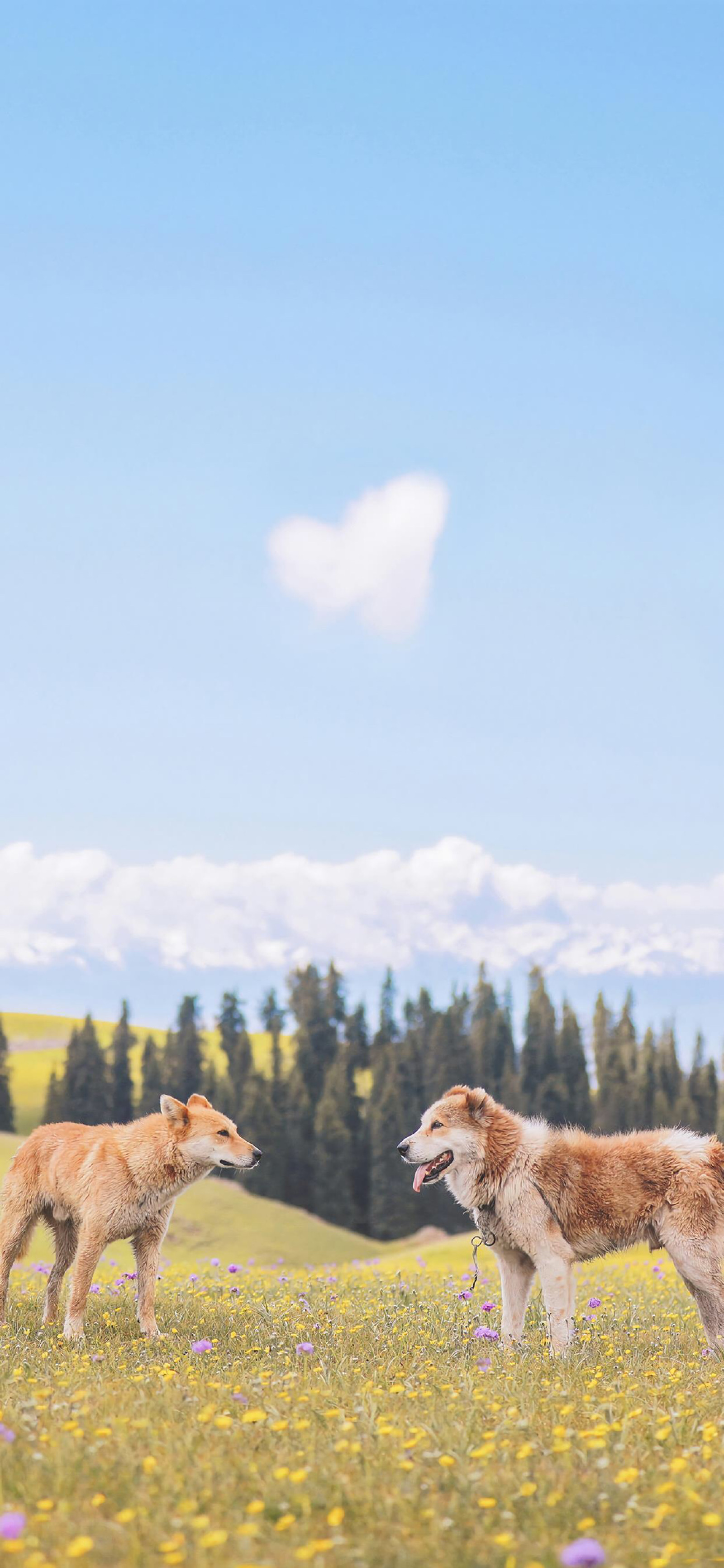 风景壁纸/高清锁屏/动物摄影ins