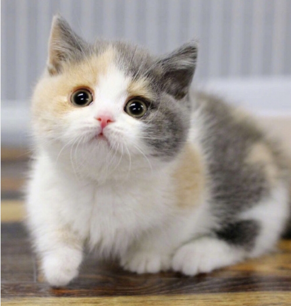 世界上最小的猫可爱图片