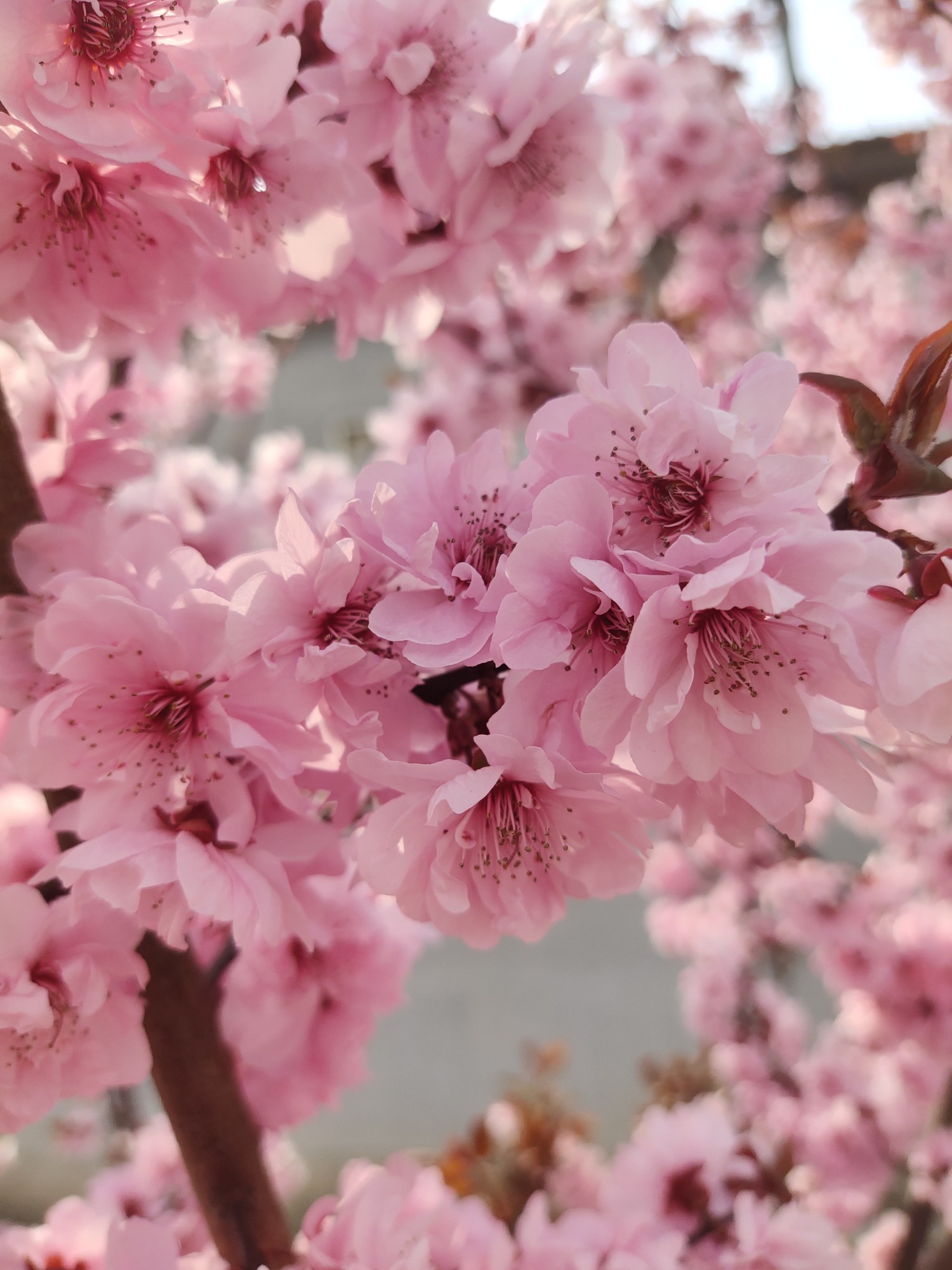 春天 花草 