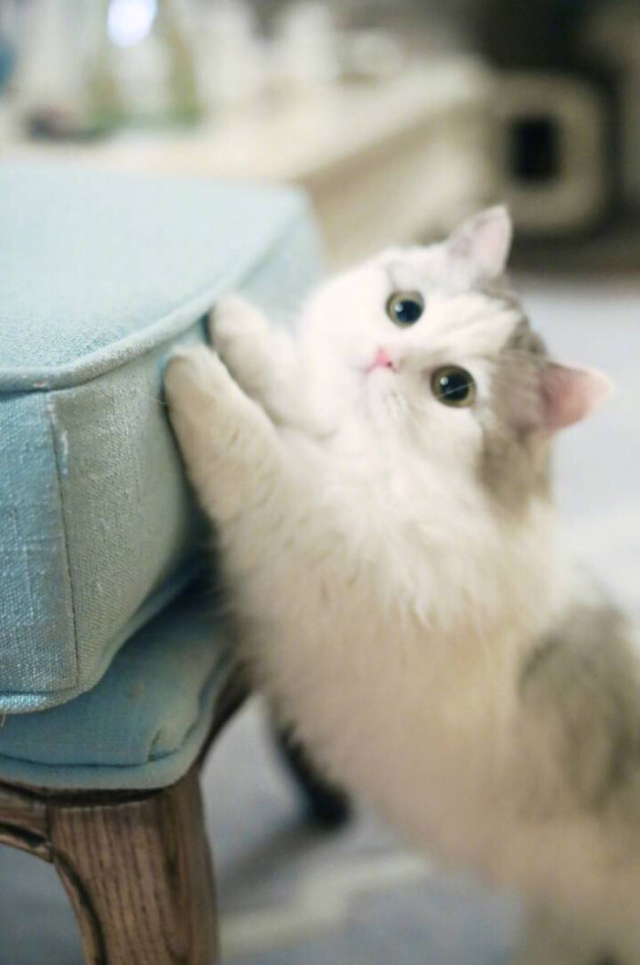 人间小可爱